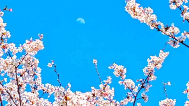青空に浮かぶ昼間の月と桜の花